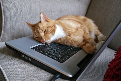 Cyber_Cat_Security_Fatigue.jpg