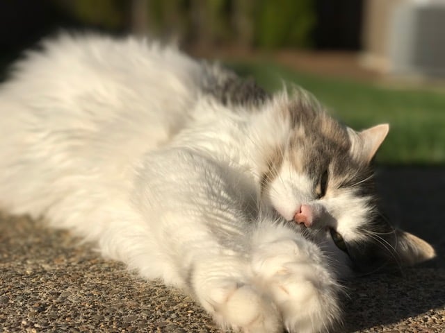 cute-cat-photos.jpg