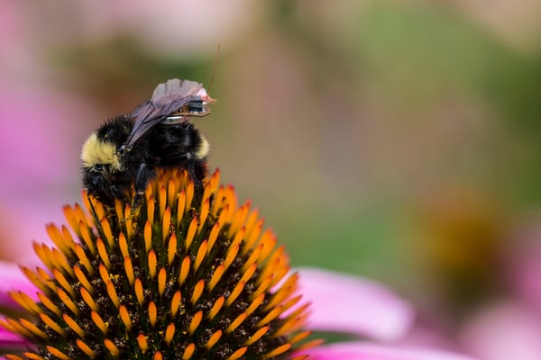 UW-bumblebee-backpack