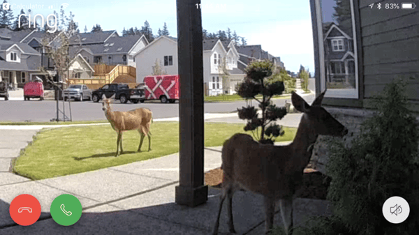 deer-in-hood