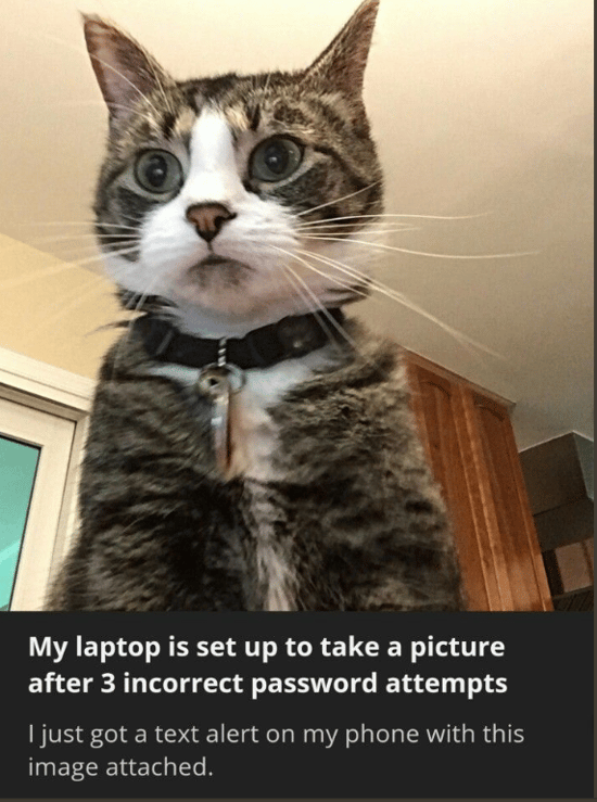 password-day-cat-photo